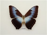 藏品(月陰蝶(日月雙蝶))的圖片